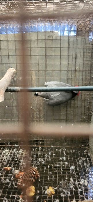 Papagaios cinzentos  casal