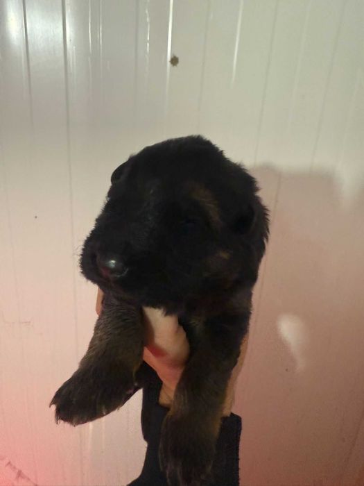 pastor alemao pelo comprido