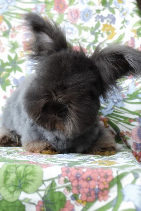 Angora Angielska, English Angora maluszki