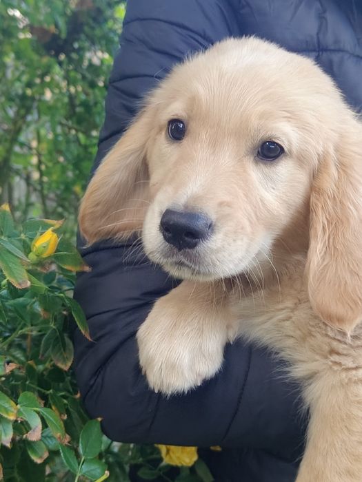 Golden Retriever rezerwacja