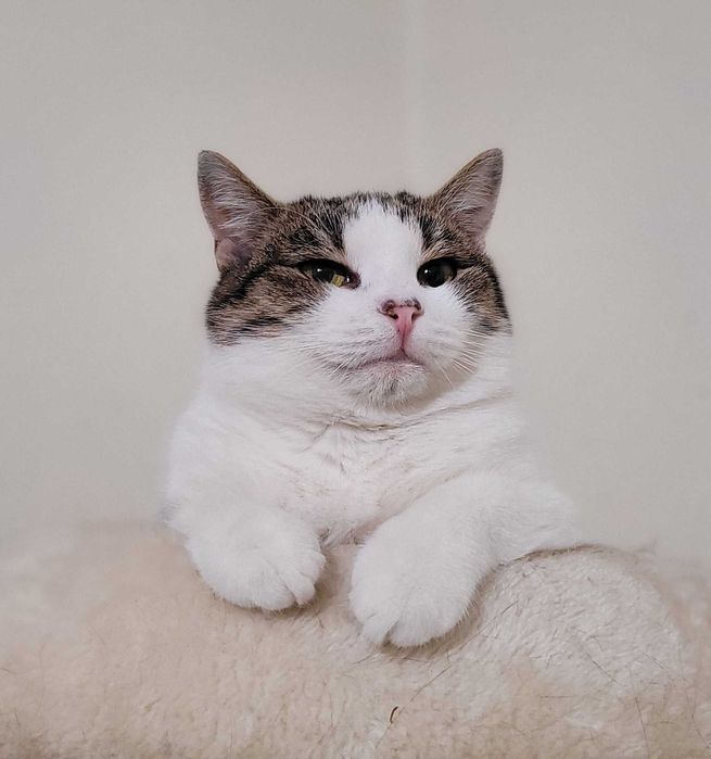 Kotka Pychotka - sama słodycz czeka na swojego człowieka.