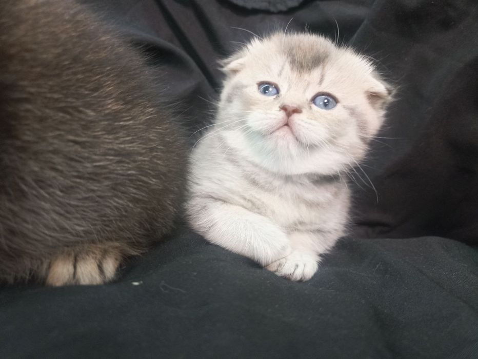 Обери члена сім'ї