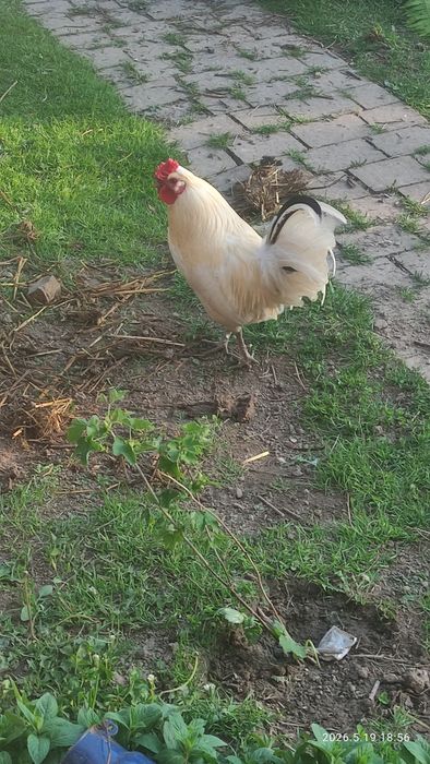 Kogutek + kura liliputka