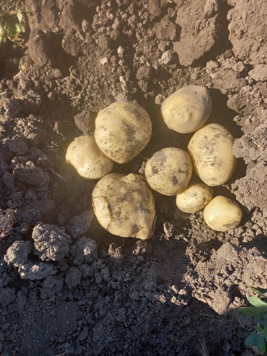 Продам  їстівну картоплю сорту Рів'єра та Гренада(лимонка)