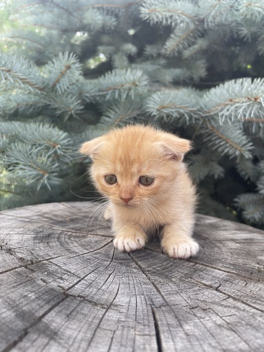 Віддам в добрі руки! Безкоштовно!