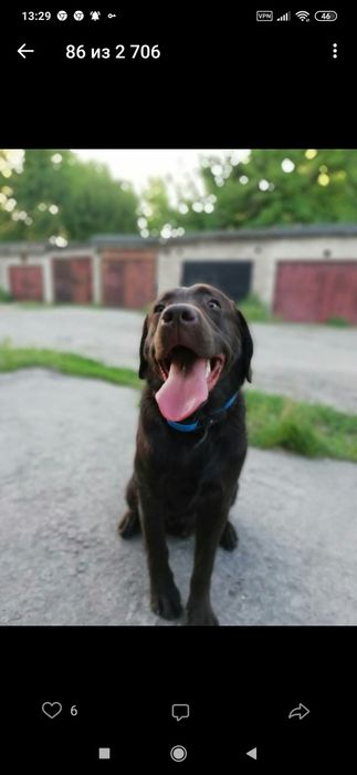 Вязка лабродора