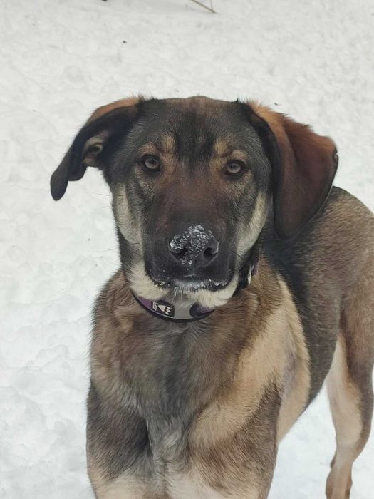 Особливий пес у пошуку дому