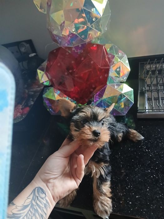 York miniaturka do odbioru