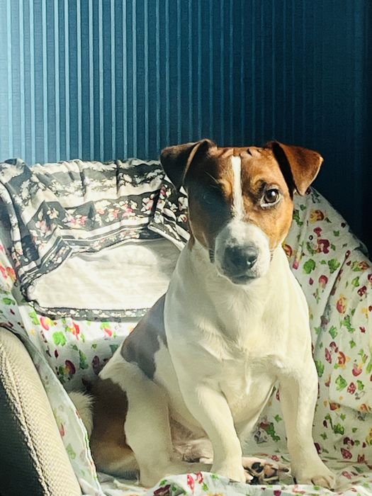 Вязка Джекс рассел