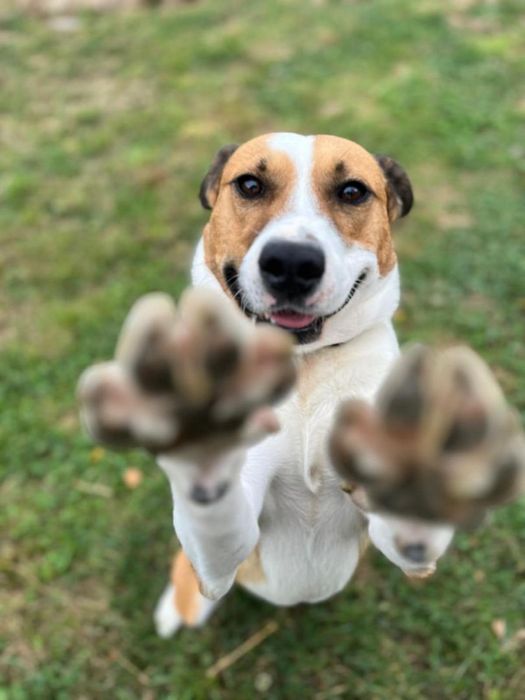 Piesek około 3 lata