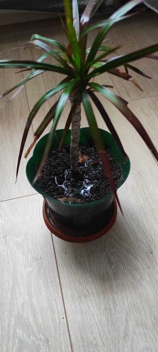 Драцена Самовивіз центр