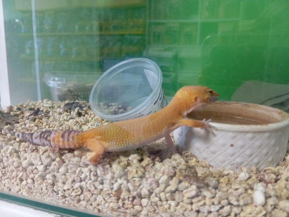 Gekon Lamparci w PAWIK.PL sklep zoologiczny Rzeszów
