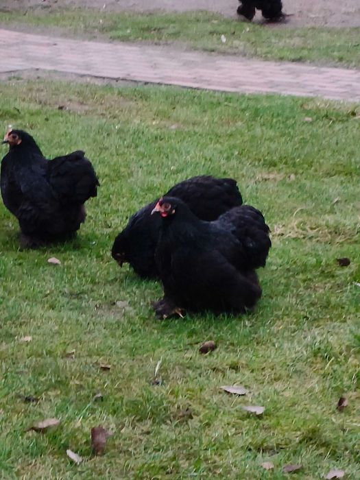 Kohin miniaturowy para