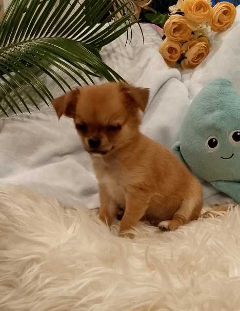 Chihuahua długowłosy chłopiec