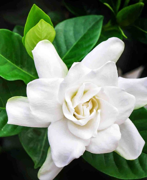 Gardenia "Crown Jewel, mrozoodporna do uprawy gruntowej! Piękny zapach
