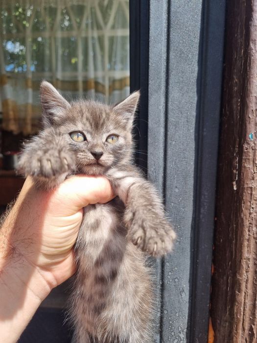 Віддам котиків в добрі руки