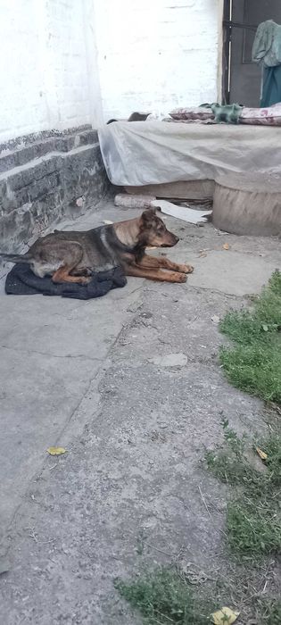 Кармен, стерилізована, один рік