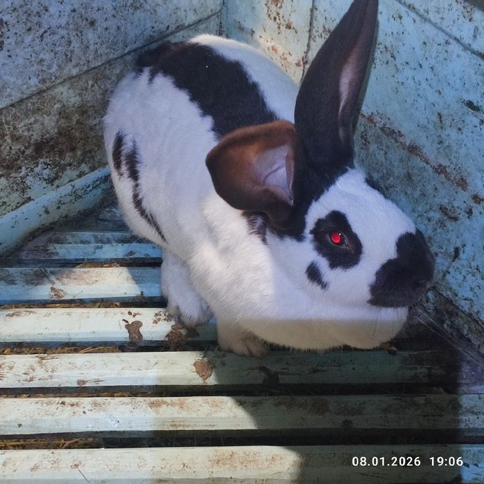 Продам кролів німецький строкатий