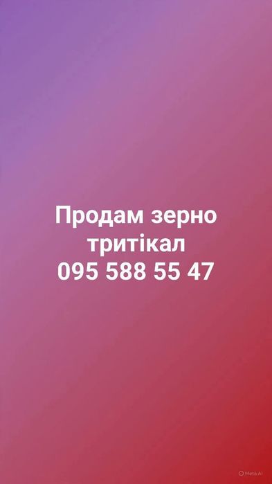 Продам зерно тритикале