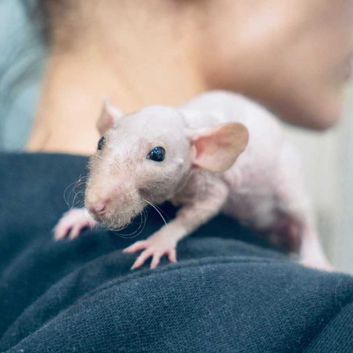 Щурик декоративний лисий пацючок, милі щурики