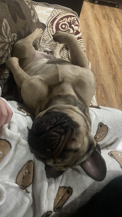 Вязка французького бульдога