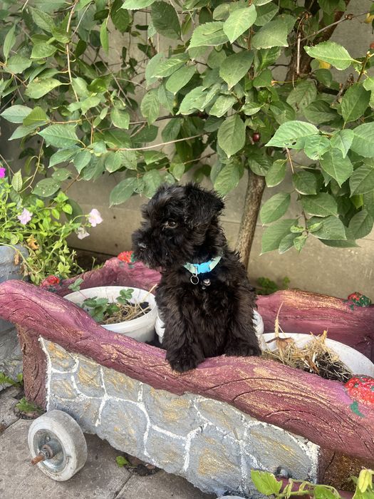 цуценята цвергшнауцер