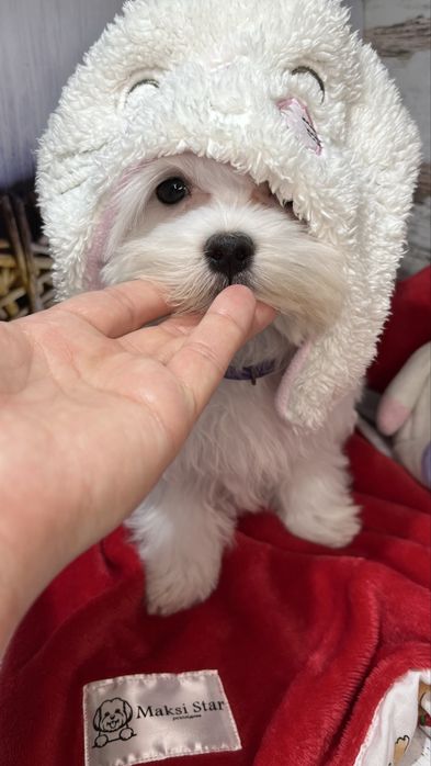 Мальтійська болонка VoliX — шоу-клас, корейський тип, babyface