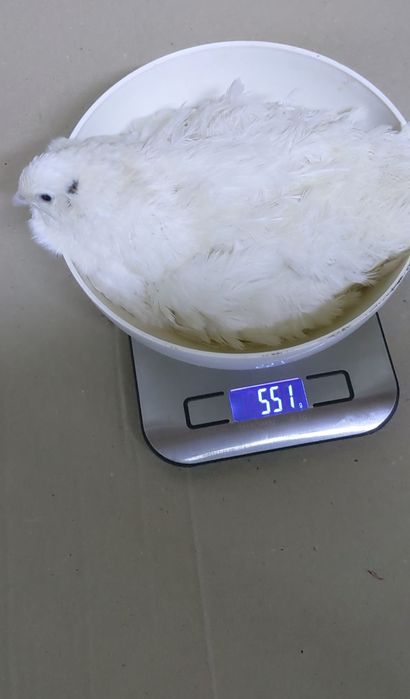 Техаский перепел важка лінія ( Європа) читайте опис