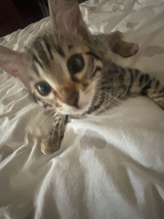 бенгальский котенок