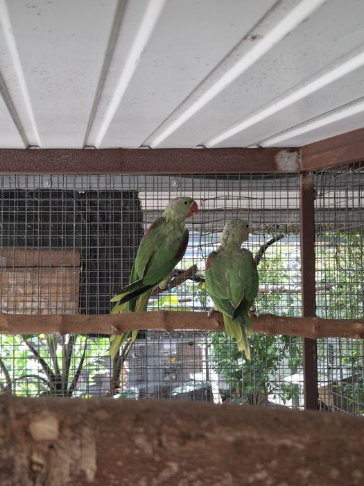 Casal grandes alexandrinos