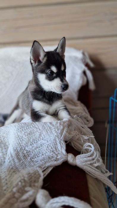 Аляскінський клі кай (міні хаскі) Терміново!