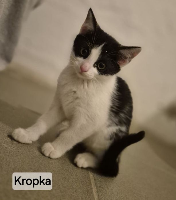 Kocie dzieci szukają kochajacych domków. 9