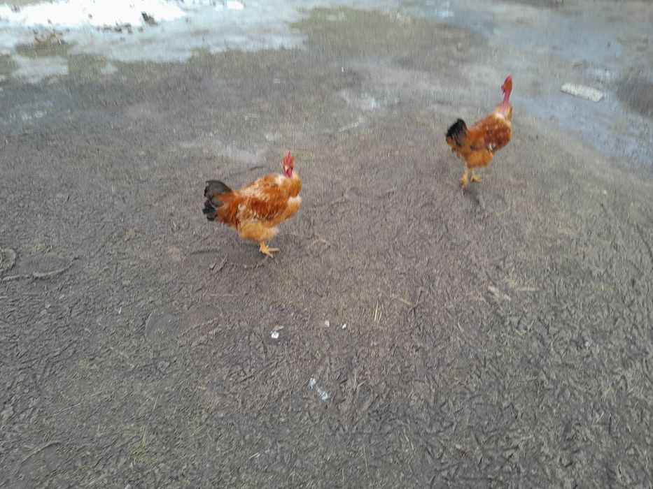 Продам молодих півнів