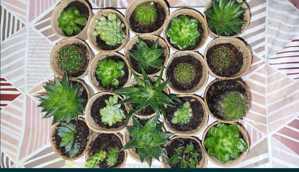 Suculentas para Decorar a sua Casa