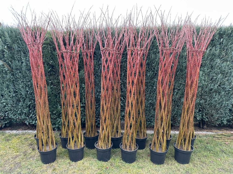 Wierzba pleciona 2 metry, drzewko ozdobne do ogrodu