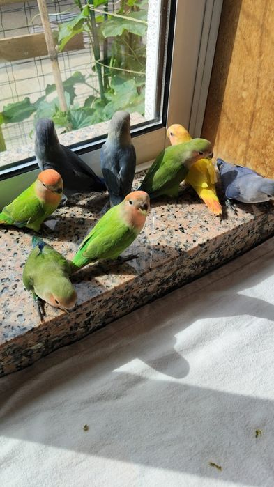 Vendo agapornis domesticados e Super meigos.