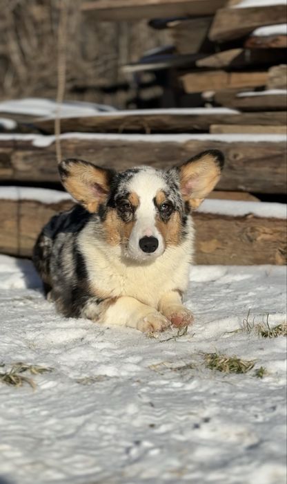 Мармуровий хлопчик в пошуку родини