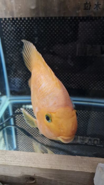 Peixe Papagaio adulto