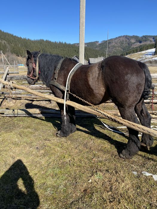 Продам одного коня з трьох на вибір