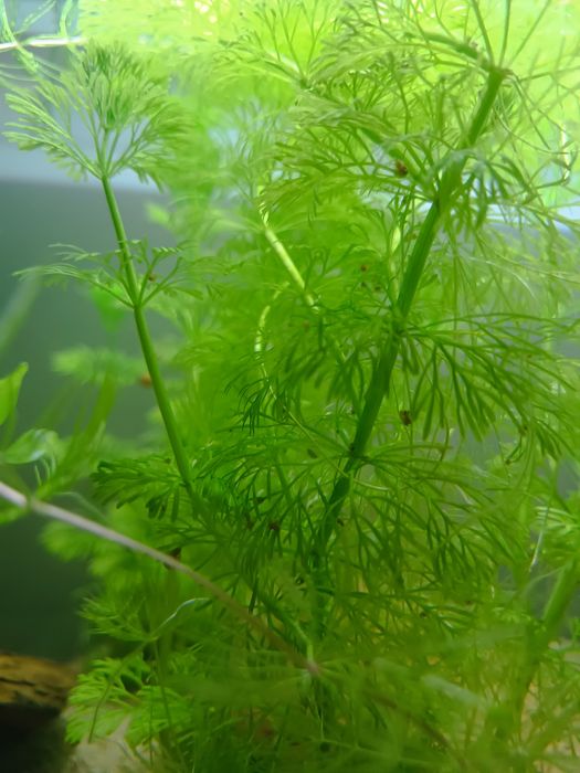 Caracóis planorbis 1€ cada 5