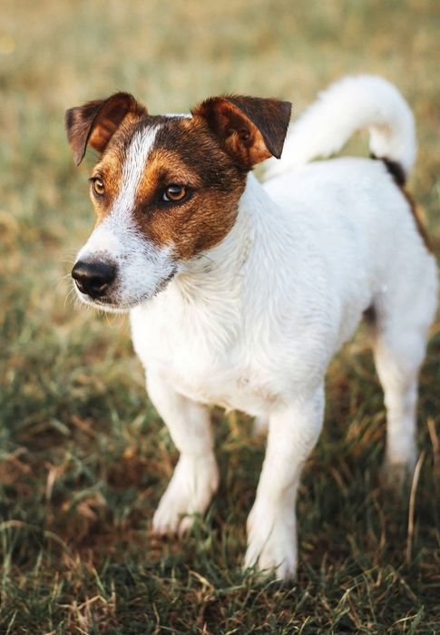 Девочка джек рассел триколор.  В хорошие руки.  Срочно.