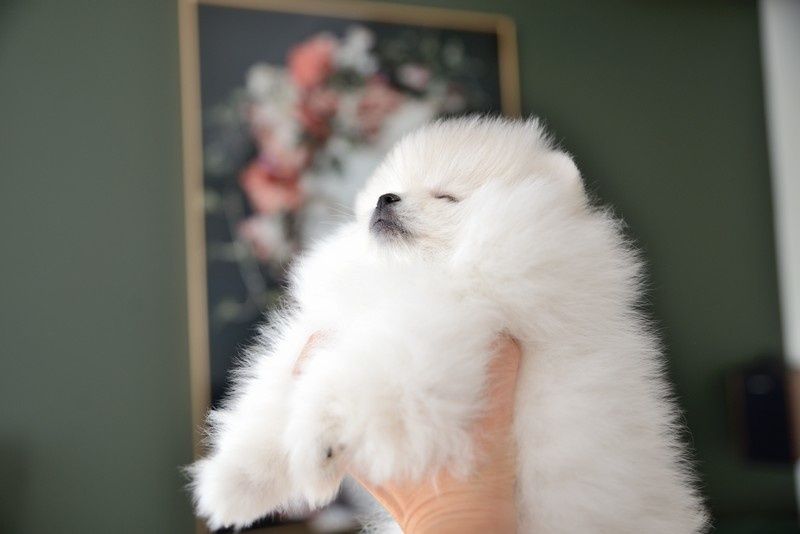 Pomeranian chłopak jasny krem Carlos