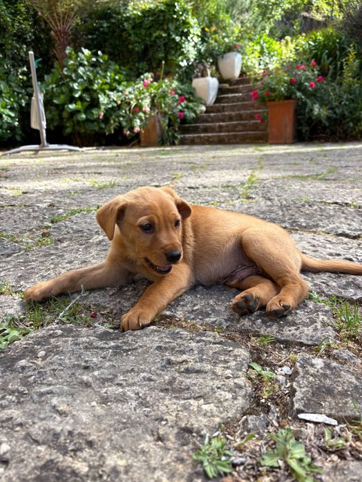 Cãezinhos com 2 meses 20€