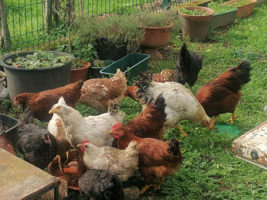 Vendo galos do campo