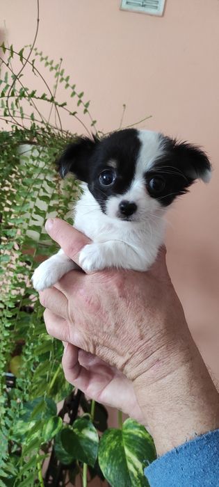 Długowłosa sunia chihuahua