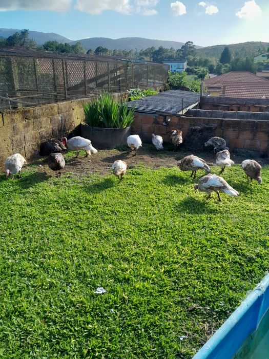 Peruas e perus  para venda