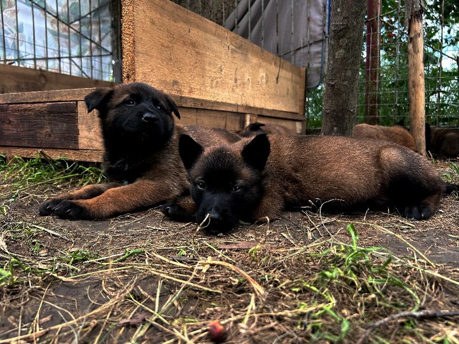 Бронювання щенят Бельгійської вівчарки Малінуа
