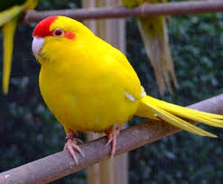 Продам декоративних фазанів