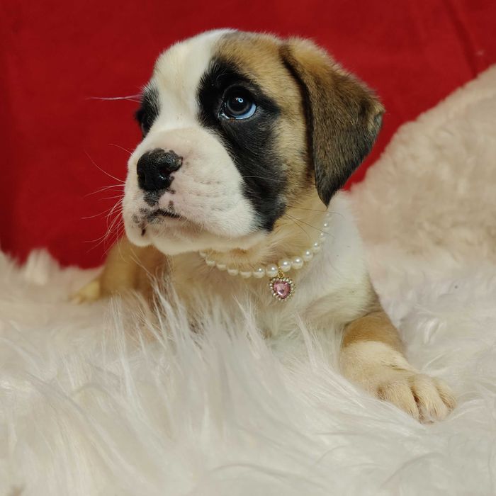 Bokser wspaniałe szczenie