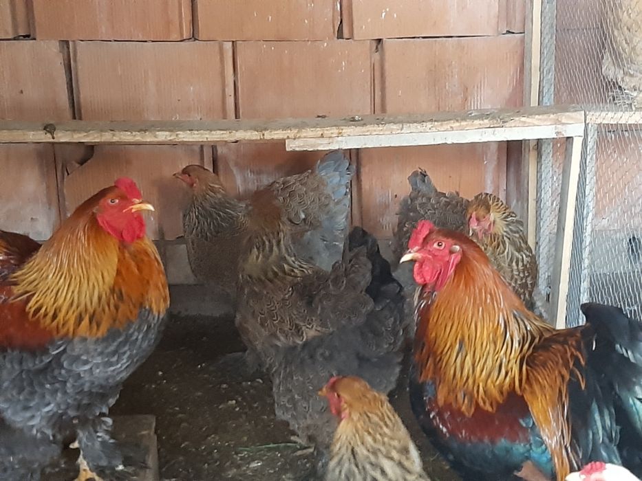 OVOS Galinhas Ornamentais Brahmas Garnizes miniatura